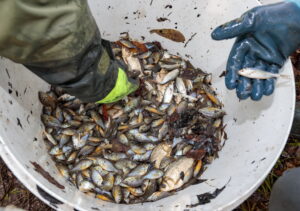 Teichsanierung Lilienteich, für den Kammmolch