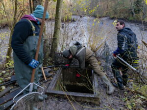 Teichsanierung Lilienteich, für den Kammmolch