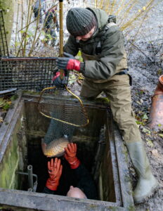 Teichsanierung Lilienteich, für den Kammmolch