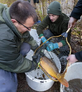 Teichsanierung Lilienteich, für den Kammmolch