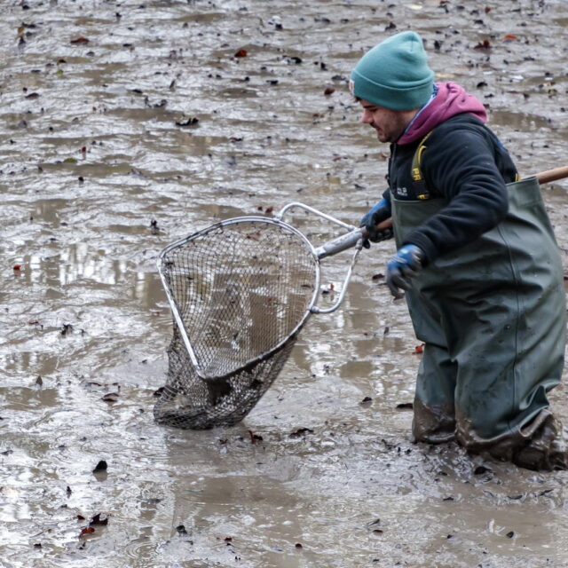 Teichsanierung Lilienteich, für den Kammmolch