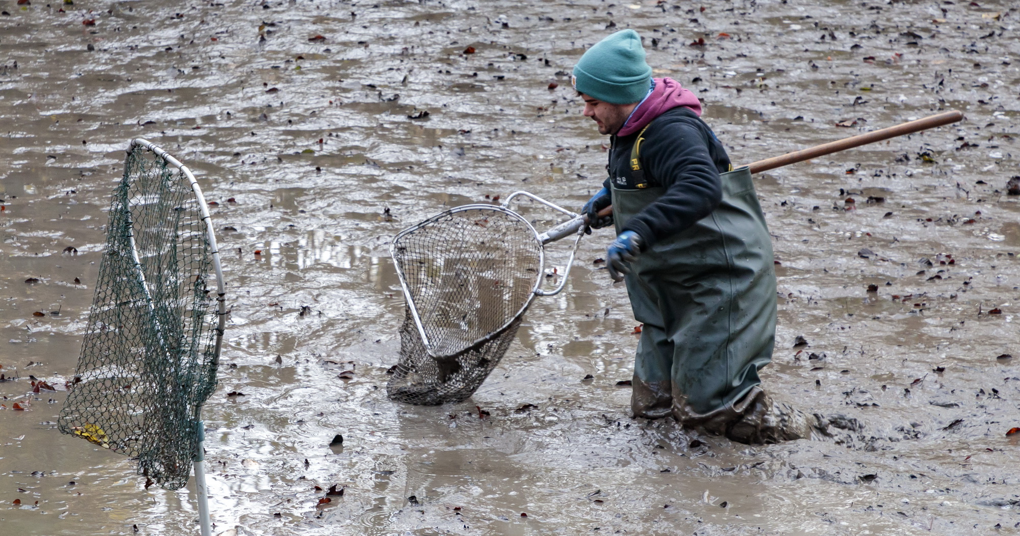 Teichsanierung Lilienteich, für den Kammmolch