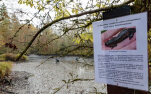 Teichsanierung Lilienteich, für den Kammmolch