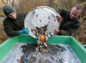 Teichsanierung Lilienteich, für den Kammmolch