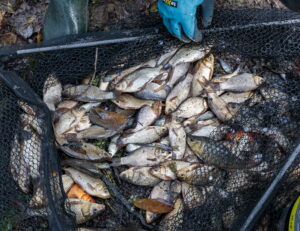 Teichsanierung Lilienteich, für den Kammmolch