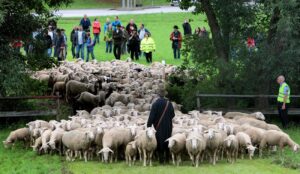 Schäferlauf in Markgröningen 2010